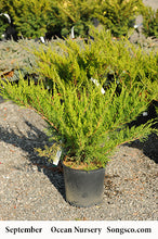 Load image into Gallery viewer, Mint Julep Juniper - Garden Centre - Nursery