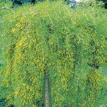 Load image into Gallery viewer, Standard Walker Weeping Peashrub 029 - Garden Centre - Nursery