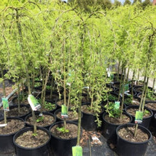Load image into Gallery viewer, Standard Walker Weeping Peashrub 029 - Garden Centre - Nursery