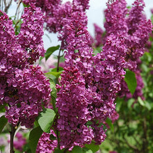 Load image into Gallery viewer, Ludwig Spaeth Lilac - Garden Centre - Nursery