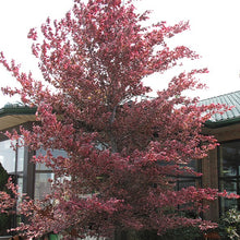 Load image into Gallery viewer, Tricolor Beech - Garden Centre - Nursery