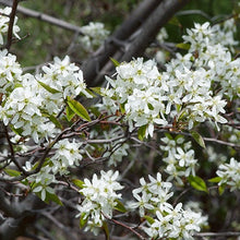 Load image into Gallery viewer, Downy Serviceberry 030/23/27/31 - Garden Centre - Nursery