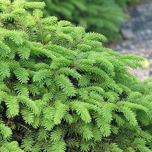 Load image into Gallery viewer, Nest Spruce - Garden Centre - Nursery
