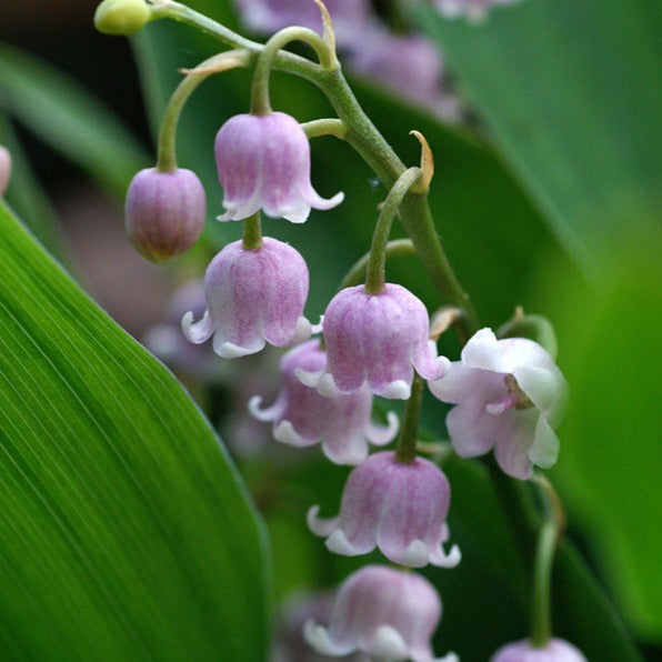 Lily of the Valley, Pink