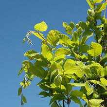 Load image into Gallery viewer, Dawyck Gold Beech - Garden Centre - Nursery