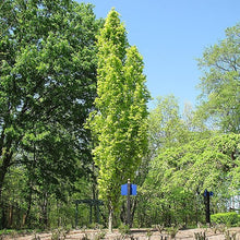 Load image into Gallery viewer, Dawyck Gold Beech - Garden Centre - Nursery