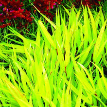 Load image into Gallery viewer, Hakone Grass, All Gold - Garden Centre - Nursery