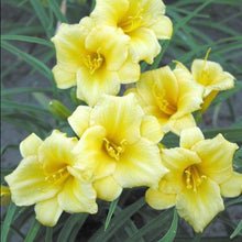 Load image into Gallery viewer, Daylily,Stella D&#39;Oro - Garden Centre - Nursery