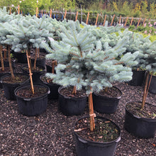 Load image into Gallery viewer, Standard Globe Blue Spruce - Garden Centre - Nursery