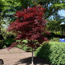 Load image into Gallery viewer, Fireglow Japanese Maple - Garden Centre - Nursery