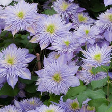 Load image into Gallery viewer, Clematis, Crystal Fountain - Garden Centre - Nursery