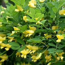 Load image into Gallery viewer, Standard Weeping Peashrub 020 - Garden Centre - Nursery