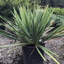 Load image into Gallery viewer, Adam’s Needle Yucca - Garden Centre - Nursery