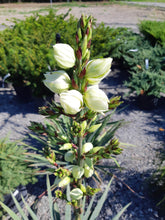Load image into Gallery viewer, Adam’s Needle Yucca - Garden Centre - Nursery