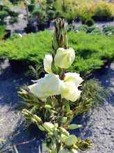 Load image into Gallery viewer, Adam’s Needle Yucca - Garden Centre - Nursery