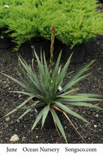 Load image into Gallery viewer, Adam’s Needle Yucca - Garden Centre - Nursery