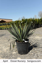Load image into Gallery viewer, Adam’s Needle Yucca - Garden Centre - Nursery