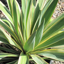 Load image into Gallery viewer, Color Guard Yucca - Garden Centre - Nursery