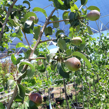 Load image into Gallery viewer, Anjou Pear - Garden Centre - Nursery