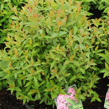 Load image into Gallery viewer, Anthony Waterer Spirea - Garden Centre - Nursery