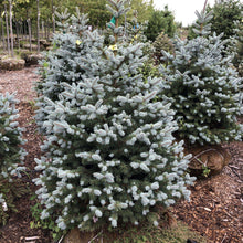 Load image into Gallery viewer, Baby Blue Spruce - Garden Centre - Nursery