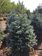 Load image into Gallery viewer, Baby Blue Spruce - Garden Centre - Nursery