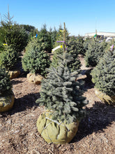 Load image into Gallery viewer, Baby Blue Spruce - Garden Centre - Nursery