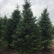 Load image into Gallery viewer, Balsam Fir - Garden Centre - Nursery
