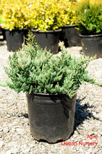 Load image into Gallery viewer, Blue Chip Juniper - Garden Centre - Nursery
