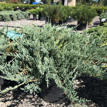 Load image into Gallery viewer, Blue Chip Juniper - Garden Centre - Nursery