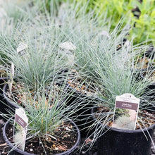 Load image into Gallery viewer, Blue Oat Grass - Garden Centre - Nursery