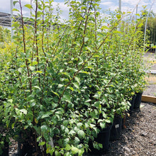 Load image into Gallery viewer, Bridal Wreath Spirea - Garden Centre - Nursery