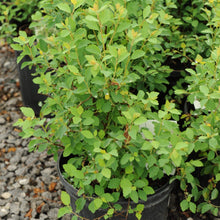 Load image into Gallery viewer, Bridal Wreath Spirea - Garden Centre - Nursery
