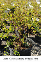 Load image into Gallery viewer, Bridal Wreath Spirea - Garden Centre - Nursery
