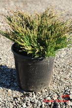Load image into Gallery viewer, Compact Andora Juniper - Garden Centre - Nursery