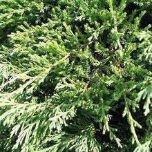 Load image into Gallery viewer, Compact Andora Juniper - Garden Centre - Nursery