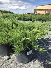 Load image into Gallery viewer, Compact Andora Juniper - Garden Centre - Nursery