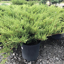 Load image into Gallery viewer, Compact Andora Juniper - Garden Centre - Nursery