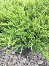 Load image into Gallery viewer, Compact Andora Juniper - Garden Centre - Nursery