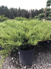 Load image into Gallery viewer, Compact Andora Juniper - Garden Centre - Nursery