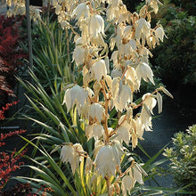 Load image into Gallery viewer, Color Guard Yucca - Garden Centre - Nursery