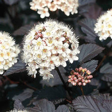 Load image into Gallery viewer, Diabolo Ninebark - Garden Centre - Nursery