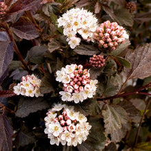 Load image into Gallery viewer, Diabolo Ninebark - Garden Centre - Nursery