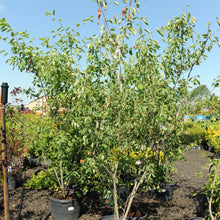 Load image into Gallery viewer, Downy Serviceberry 030/23/27/31 - Garden Centre - Nursery