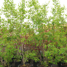 Load image into Gallery viewer, Downy Serviceberry 030/23/27/31 - Garden Centre - Nursery