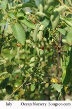 Load image into Gallery viewer, Downy Serviceberry 030/23/27/31 - Garden Centre - Nursery