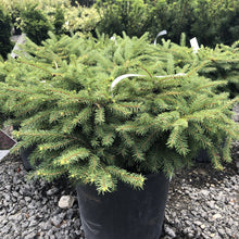Load image into Gallery viewer, Nest Spruce - Garden Centre - Nursery