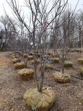 Load image into Gallery viewer, Eastern Redbud (Multi Stem) - Garden Centre - Nursery