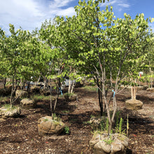 Load image into Gallery viewer, Eastern Redbud (Multi Stem) - Garden Centre - Nursery