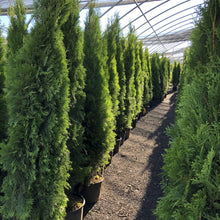 Load image into Gallery viewer, Emerald Cedar - Garden Centre - Nursery